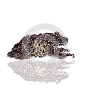 Vietnamese Mossy Frog isolated on white