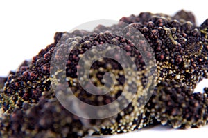 Vietnamese Mossy Frog isolated on white