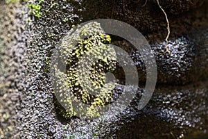 Vietnamese Mossy frog - Theloderma corticale - well camouflaged on mossy wall.