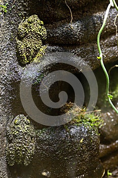Vietnamese Mossy frogs - Theloderma corticale - two frogs well camouflaged on mossy wall.