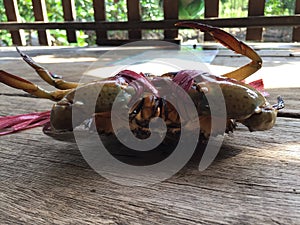 The Vietnamese mud crab, Scylla serrata