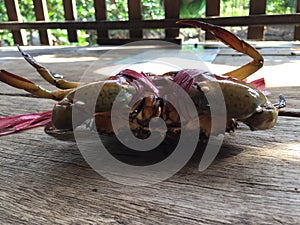 The Vietnamese mud crab, Scylla serrata