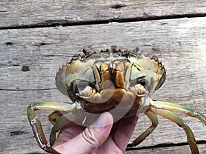 The Vietnamese mud crab, Scylla serrata