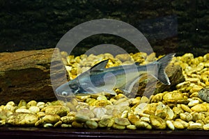 Vietnamese pangasius, Basa fish photo