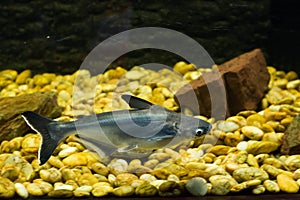Vietnamese pangasius, Basa fish photo