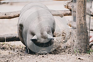 Vietnamese pig