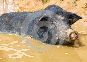 Vietnamese pig