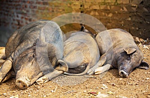 Vietnamese pig