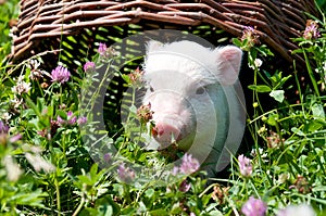 Vietnamese pig, eating grass on a sunny day