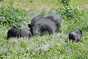 Vietnamese pig with piglets