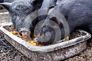 Vietnamese pigs eat apricots from the trough