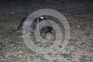 Vietnamese Pot-bellied pet on lead at night walk