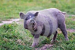 Vietnamese Pot-bellied pig on grass