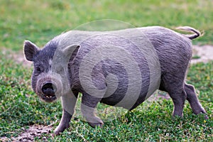 Vietnamese Pot-bellied pig on grass