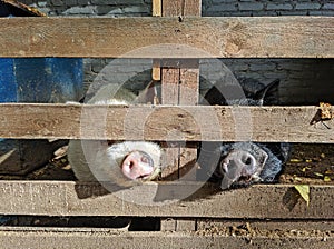 Vietnamese pot-bellied pigs look over a wooden fence