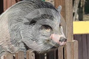 Vietnamese Potbellied Pig in the yard of the farm.