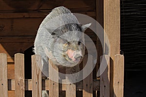 Vietnamese Potbellied Pig in the yard of the farm.