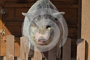 Vietnamese Potbellied Pig in the yard of the farm.