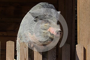 Vietnamese Potbellied Pig in the yard of the farm.