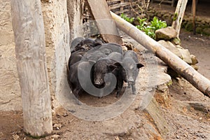 Vietnamese potbellied pigs