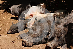 Vietnamese potbellied pigs photo