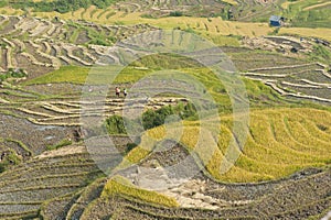 Vietnamese rice terraced paddy field in harvesting season. Terraced paddy fields are used widely in rice, wheat and barley farming