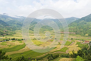 Vietnamese rice terraced paddy field in harvesting season. Terraced paddy fields are used widely in rice, wheat and barley farming