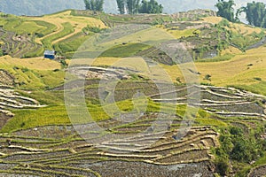 Vietnamese rice terraced paddy field in harvesting season. Terraced paddy fields are used widely in rice, wheat and barley farming