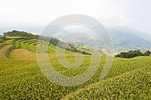 Vietnamese rice terraced paddy field in harvesting season. Terraced paddy fields are used widely in rice, wheat and barley farming