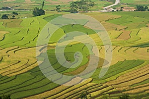 Vietnamese rice terraced paddy field in harvesting season. Terraced paddy fields are used widely in rice, wheat and barley farming