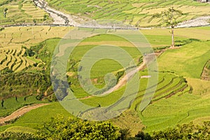 Vietnamese rice terraced paddy field in harvesting season. Terraced paddy fields are used widely in rice, wheat and barley farming