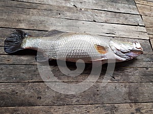 Vietnamese seabass, Lates calcarifer photo