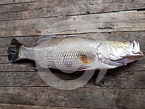 Vietnamese seabass, Lates calcarifer photo