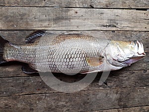 Vietnamese seabass, Lates calcarifer photo