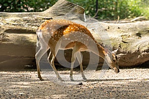 Vietnamese sika deer standing on the ground and lookinf for grass with wooden logs background. Wild animal in zoo at summer sunny