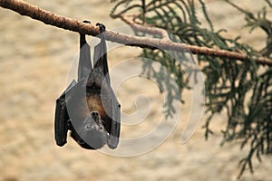 Vietnamese small flying fox