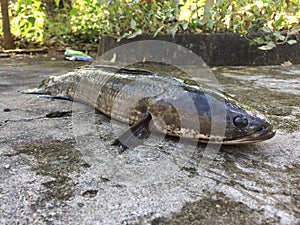 Vietnamese snakehead or striped snakehead fish, Channa striata