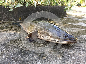 Vietnamese snakehead or striped snakehead fish, Channa striata