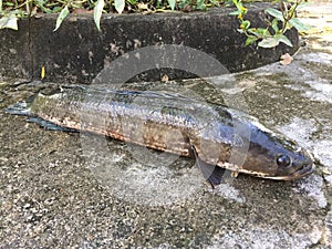 Vietnamese snakehead or striped snakehead fish, Channa striata