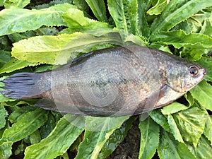 The Vietnamese snakeskin gourami, Trichopodus pectoralis
