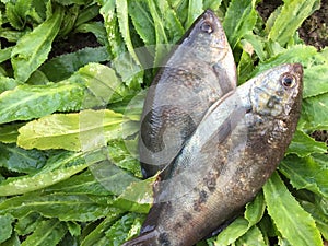 The Vietnamese snakeskin gourami, Trichopodus pectoralis