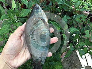 The Vietnamese snakeskin gourami, Trichopodus pectoralis