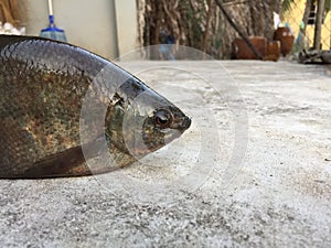 The Vietnamese snakeskin gourami, Trichopodus pectoralis