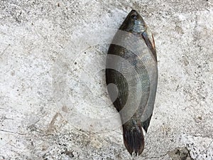 The Vietnamese snakeskin gourami, Trichopodus pectoralis