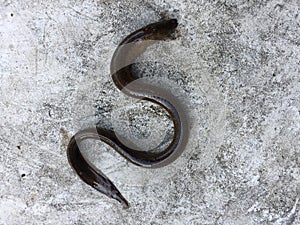 Vietnamese swamp eel, Monopterus albus