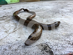 Vietnamese swamp eel, Monopterus albus