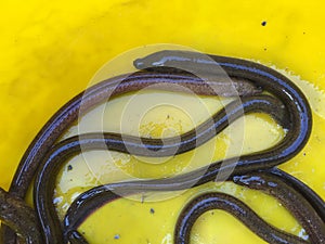 Vietnamese swamp eel, Monopterus albus