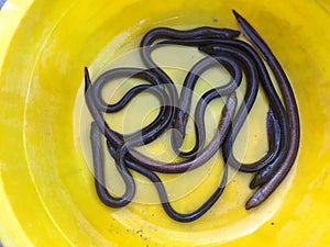 Vietnamese swamp eel, Monopterus albus