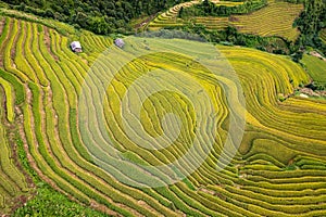 Vietnamese terrace ricefield aerial top view