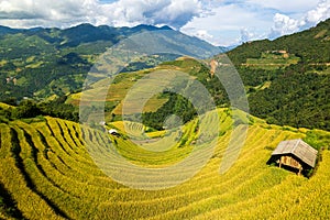 Vietnamese terrace ricefield aerial view